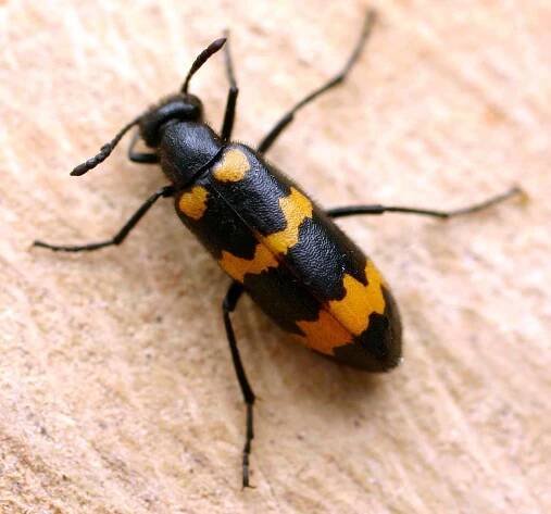 Tenebrionoidea