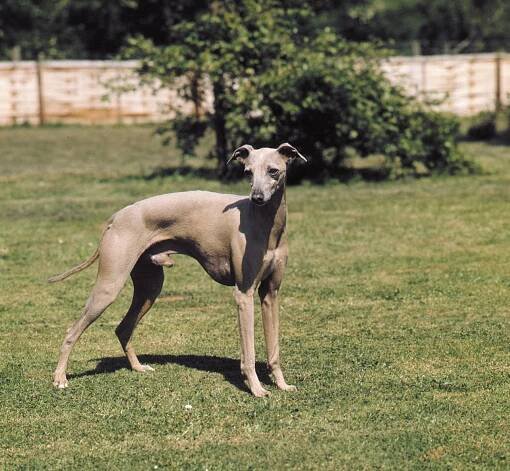 A miniature Greyhound