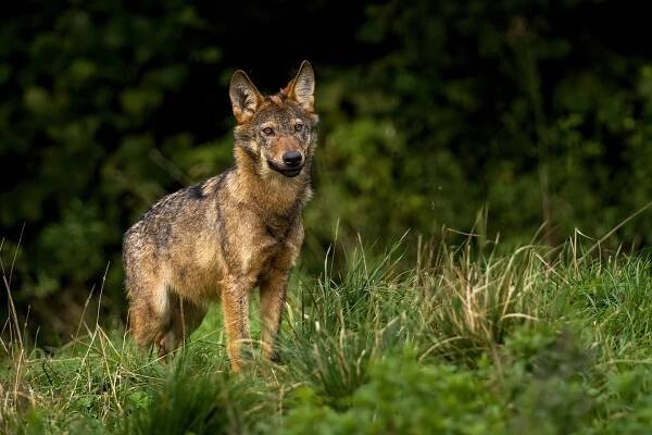 Vlk obecný (Canis lupus)