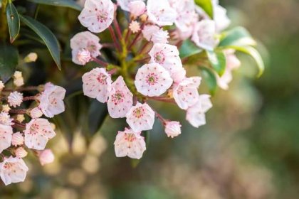 Mountain laurel plant with small white and pink blossoms and buds