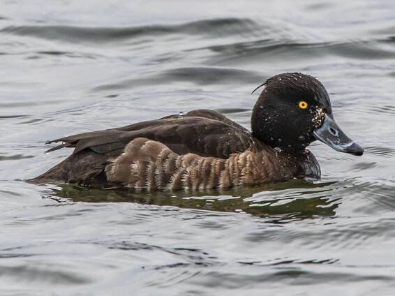 Female/immature - ML609537360