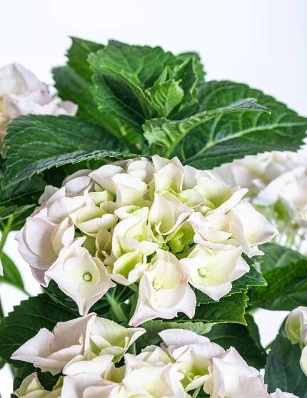 Hortenzie velkolistá, Hydrangea macrophylla, bílá, skladem | ZAZUMi.cz