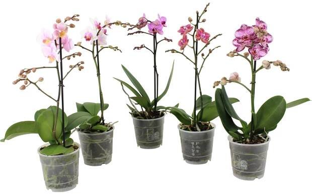 Orchidej motýlokvětá, různé druhy, výška cca 40-50 cm, pr. květináče cca 12 cm