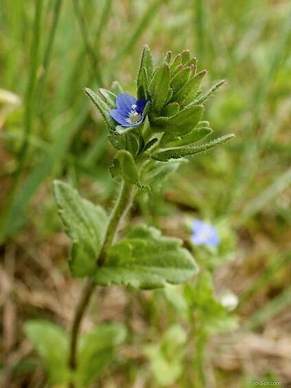 Atlas - fotogalerie: veronica arvensis; 1