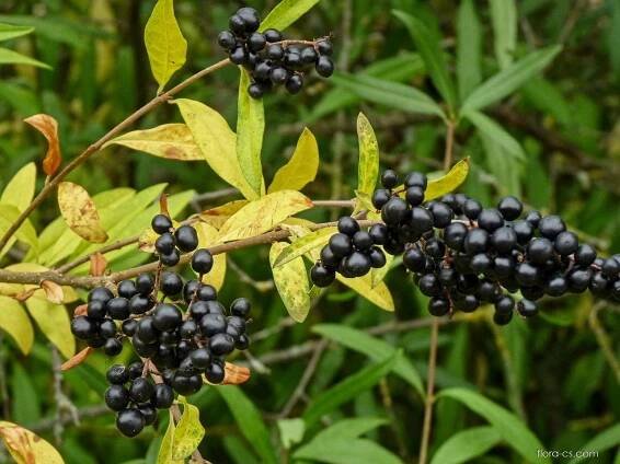 Ptačí zob obecný - Ligustrum vulgare