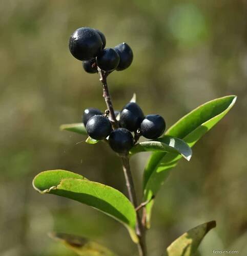 Ptačí zob obecný (Ligustrum vulgare), plody, plodenství