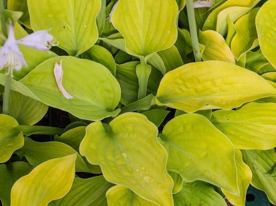 Bohyška - Hosta AUGUST MOON
