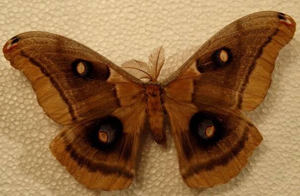 Antheraea oculea
