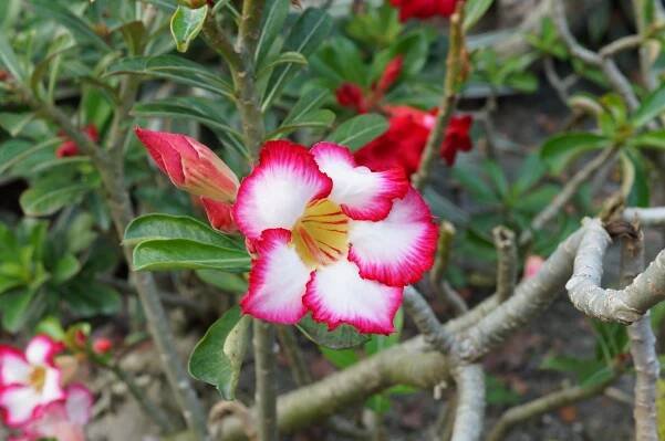 Pouštní růže (Adenium obesum): Kompletní průvodce péčí, kvetením a pěstováním