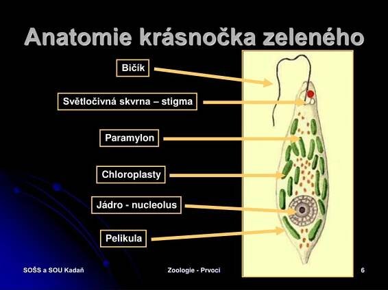 PPT - ZOOLOGIE PRVOCI - PROTOZOA PowerPoint Presentation, free download - ID:1056794