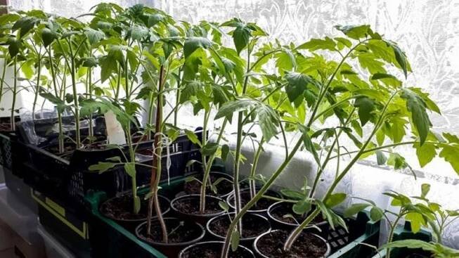 Aby se vám sazenice během předpěstování nevytahovaly, musíte si u nich pohlídat několik věcí. Důležitá je třeba zálivka.