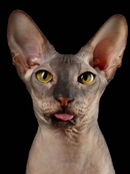 Peterbald není sice žádný huňáč, ale mazlení si s ním užijete