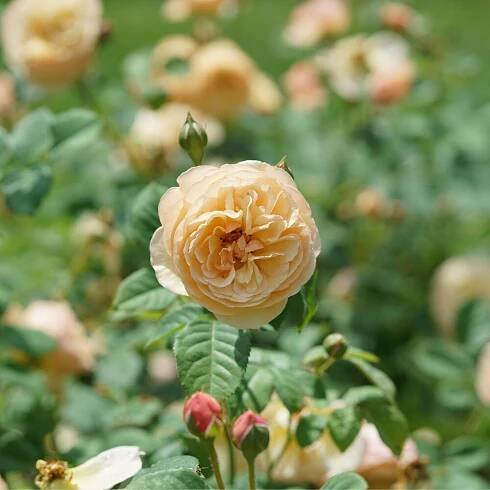 Flavorette® Honey-Apricot - Edible Rose - Rosa x | Proven Winners