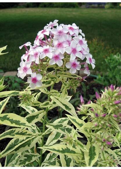 Phlox paniculata NORAH LEIGH - plamenka latnatá, flox