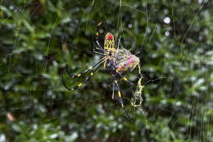 The creepy looking Joro spider will soon be in New York, experts warn.