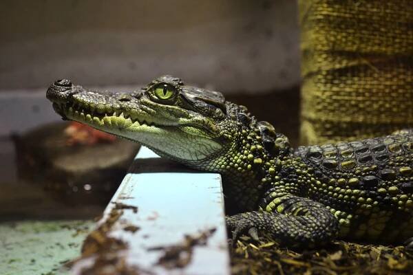 Obrázek - Crocodylus siamensis (krokodýl siamský) | BioLib.cz
