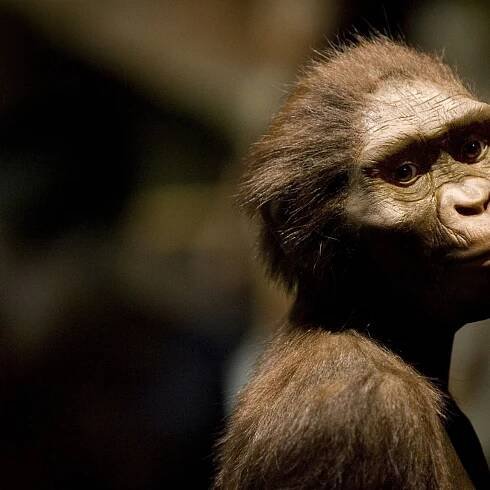 What 'Lucy,' One of the World's Most Important Fossils, Has Taught Scientists in the 50 Years Since Her Discovery