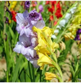 Gladioly směs barev - Gladiolus - prodej cibulovin - 9 ks