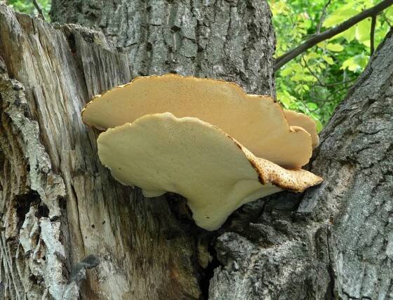 Polyporus squamosus - Wikimedia Commons