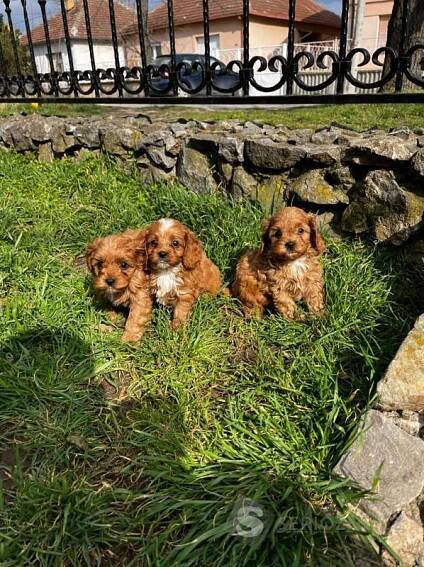 Cavapoo štěňata na prodej
