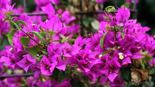 Buganvilea encyklopedie 1