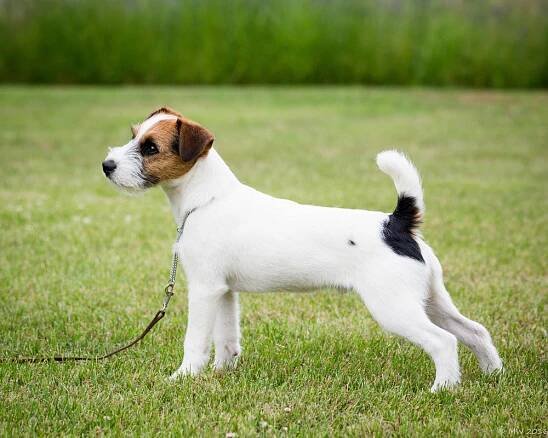 Little Eden Tango - Little Eden Jack Russell Terriers