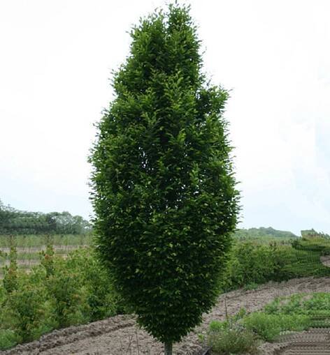 Habr obecný ́FASTIGIATA ́ 100-120 cm, kont. 2 l