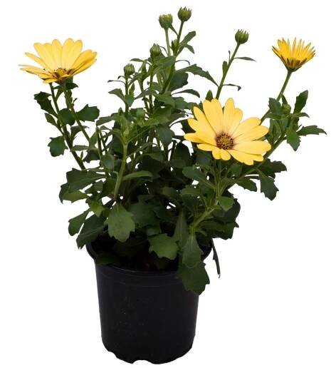Kopretina kapská Osteospermum, různé druhy, 1 ks, pr. kv. 11 cm
