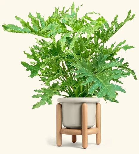 Philodendron Lickety Splitz in a 10 inches Fat Lip Oat Planter in a Beech Wood Stand