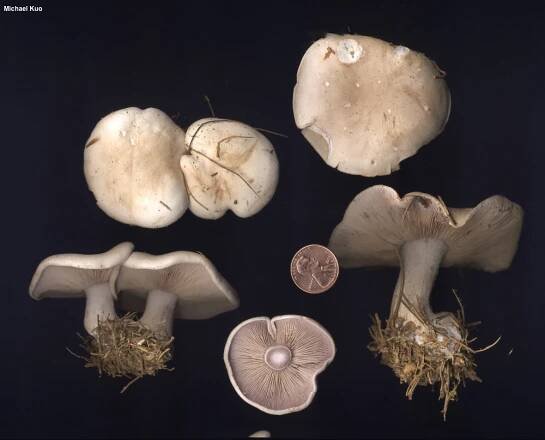 Clitocybe glaucocana (MushroomExpert.Com)