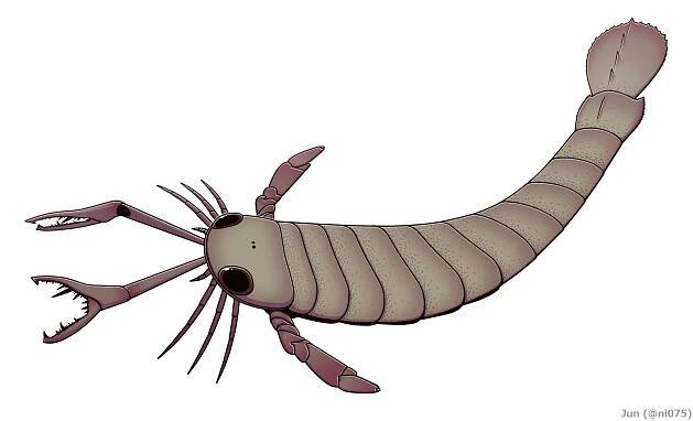 Acutiramus (Eurypterida)