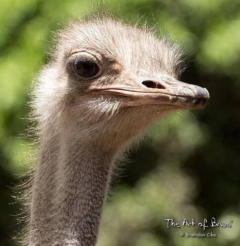 Any #fool can turn a #blind #eye but who knows what the #ostrich sees in the #sand.
Samuel #Beckett #photooftheday #wondering #wonderer #wonderlust #nairobi #kenya #africa (at Crocodile Farm)