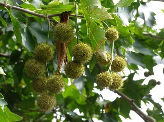 Fruits bodies in summer (the form called 'Hackney' here)