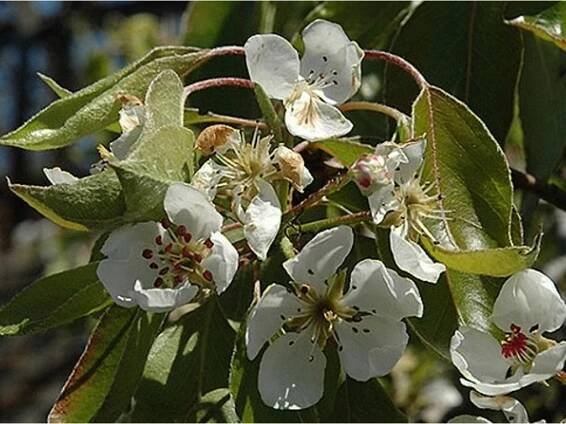 Hrušeň 'Clapp's Favourite' - Zahradnictví Spomyšl