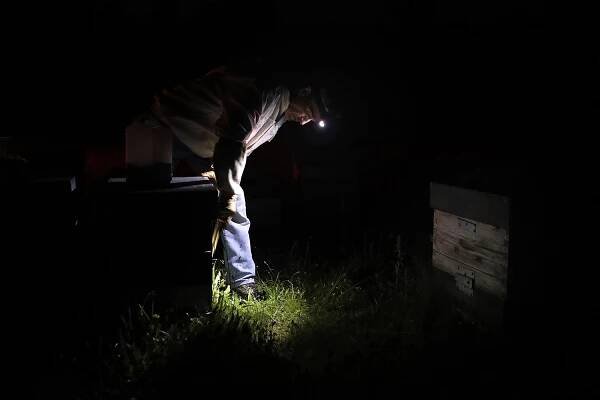 Bees transhumance - France - Sebastien Nogier Photographer
