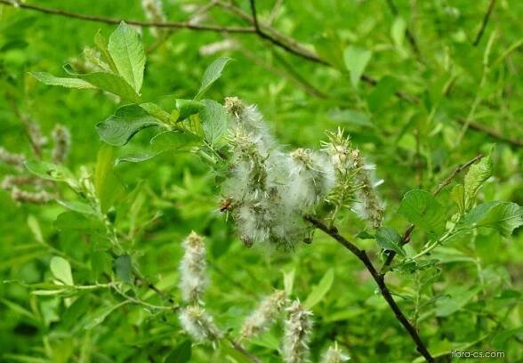 Atlas - fotogalerie: salix cinerea; 1