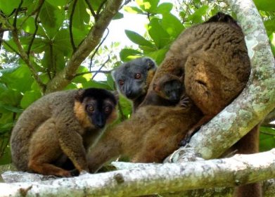Lemur límcový – Wikipedie