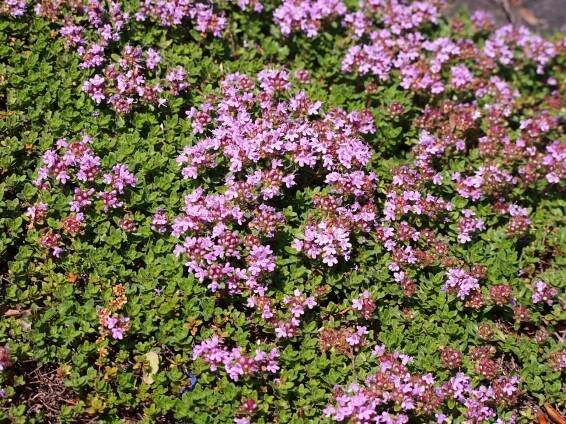 plants Archives - Landscape Fix