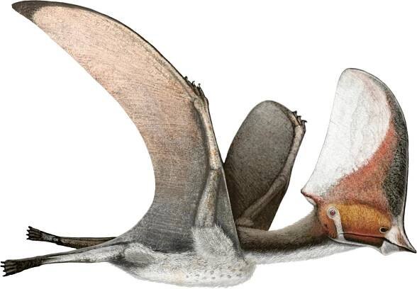 Caiuajara