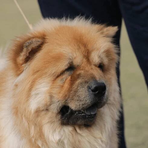 The Chow Chow's Scowl