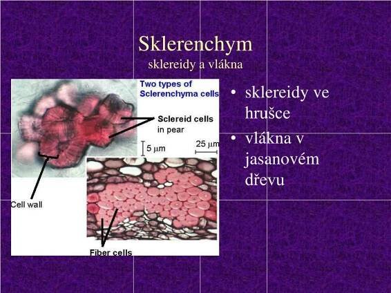 PPT - Pletiva cévnatých rostlin PowerPoint Presentation, free download - ID:4812253