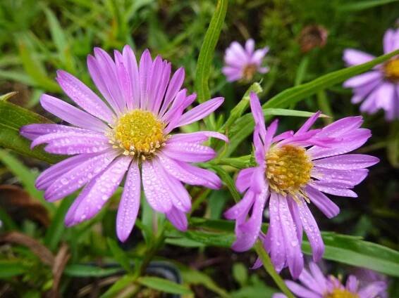 Sazenice Hvězdnice keříčkovitá 'Wood's Pink' - Aster dumosus 'Wood's Pink' Květník o průměru 9 cm