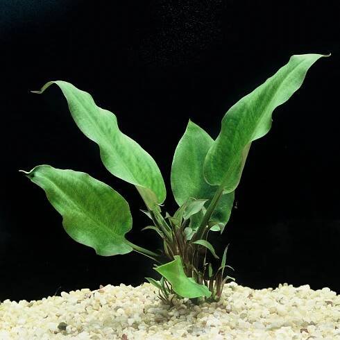 Best Quality Freshwater Aquarium Plants Largest Aquatic Plant Nursery Florida — Florida Aquatic Nurseries
