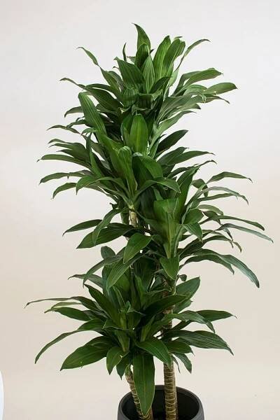 Fragrans Dracaena - four foot tall in 10 inch grow pot (two plants per box) - Onomea