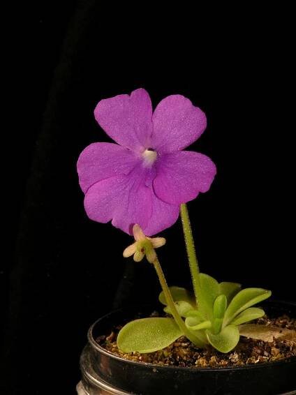 Tučnice Pinguicula Sumidero 2 - informace - Miroslav Srba