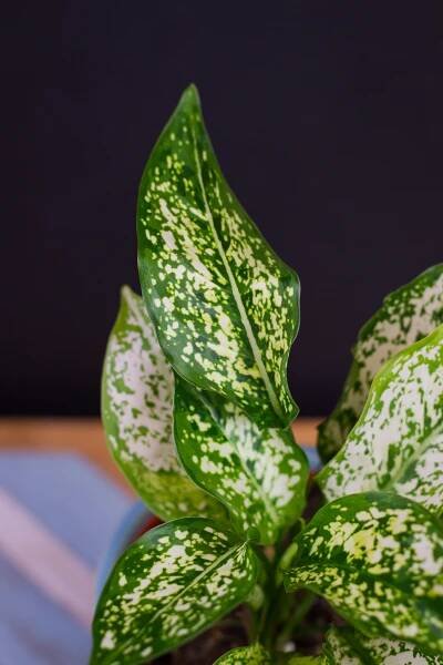 Aglaonema ‘Diamond White‘ - Image 2