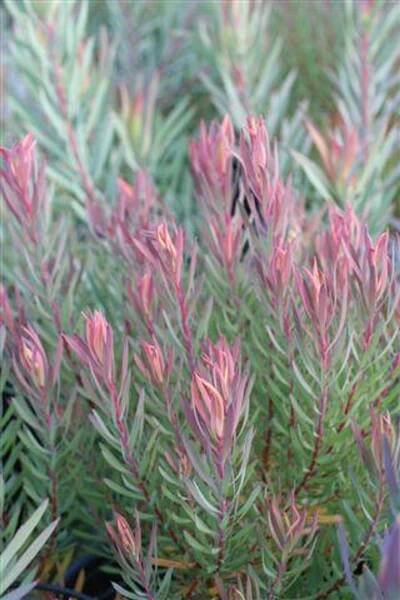 Leucadendron salignum 'Summer Red'