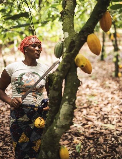 Cocoa Gallery - Fairtrade Canada