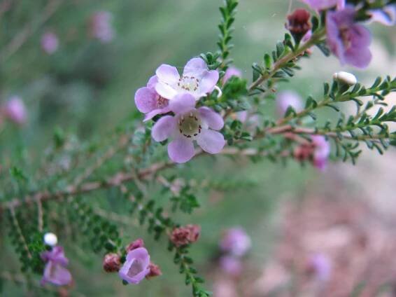 Thryptomene baeckeacea