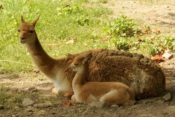 Lama vikuňa | Zoo Olomouc - Svatý Kopeček